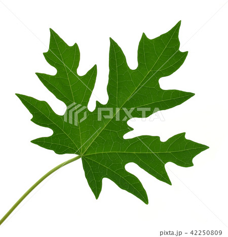 papaya leaf on white background 42250809