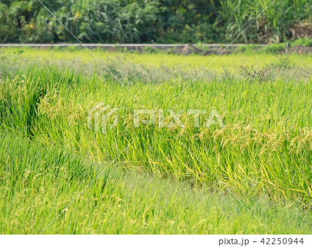 Rice field landscape in Taiwan 42250944