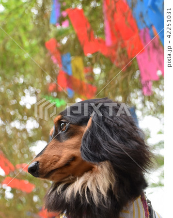 七夕飾りと可愛いダックス 七夕飾りと可愛いダックス 42251031