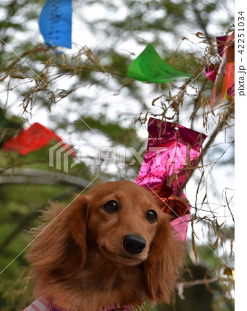 七夕飾りと可愛いダックス 七夕飾りと可愛いダックス 42251034