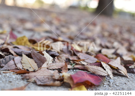 秋の終わり 42251144