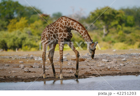 ケープキリン ケープキリン 42251203