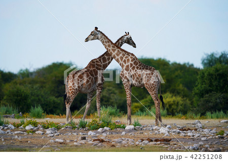 ケープキリン 42251208