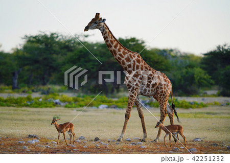 ケープキリン 42251232