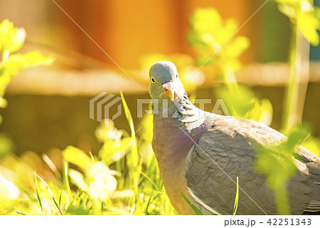dove sitting in a meadow 42251343