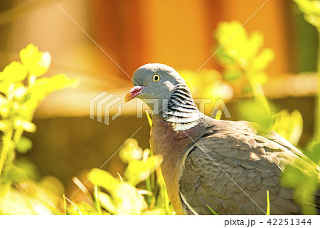 dove sitting in a meadow dove sitting in a meadow 42251344