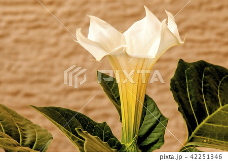 Toloache, pricklyburr, famous holy plant Toloache, pricklyburr, famous holy plant 42251346