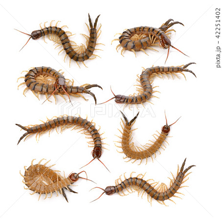 centipede on white background 42251402