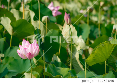 lotus in summer day 42251646