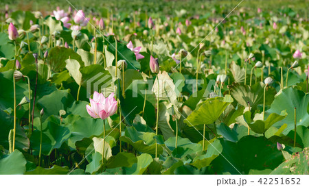 lotus in summer day lotus in summer day 42251652