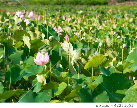 lotus in summer day 42251653