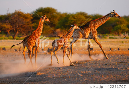 ケープキリン ケープキリン 42251707