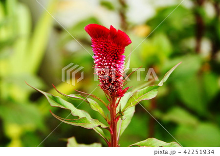 赤いケイトウの花（咲きかけ） 42251934