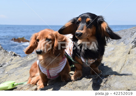 夏だ！海だ！可愛いダックスと海 42252019