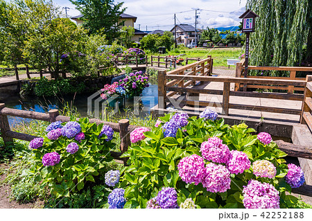 神奈川県 開成町のあじさいまつりの写真素材