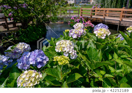 (神奈川県)開成町のあじさいまつり (神奈川県)開成町のあじさいまつり 42252189