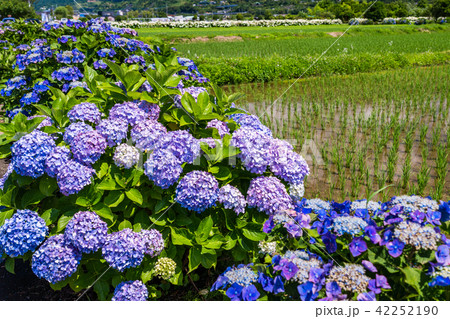 (神奈川県)開成町のあじさいまつり (神奈川県)開成町のあじさいまつり 42252190