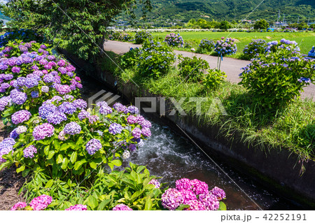 （神奈川県）開成町のあじさいまつり 42252191