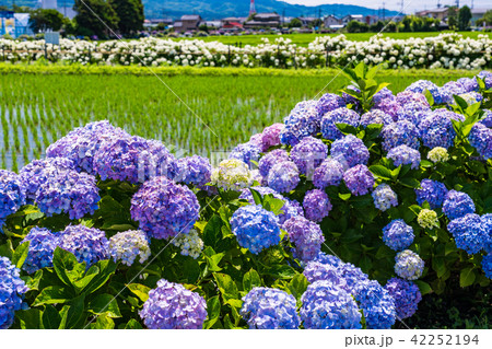 （神奈川県）開成町のあじさいまつり 42252194