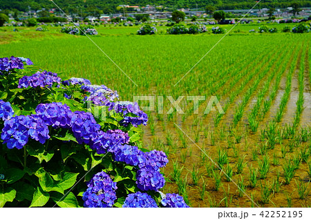(神奈川県)開成町のあじさいまつり (神奈川県)開成町のあじさいまつり 42252195