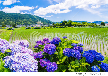（神奈川県）開成町のあじさいまつり 42252197