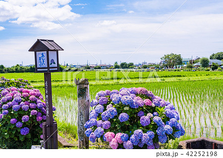 （神奈川県）開成町のあじさいまつり 42252198