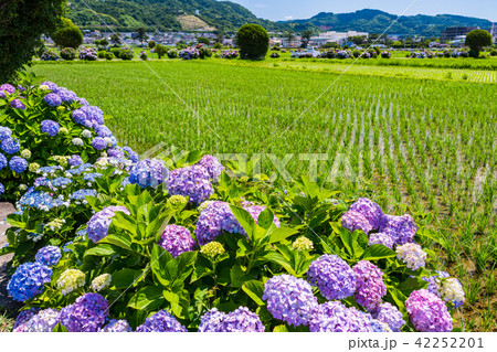 (神奈川県)開成町のあじさいまつり (神奈川県)開成町のあじさいまつり 42252201