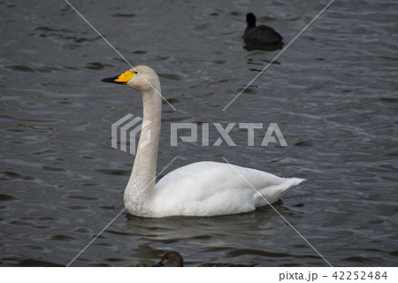 伊豆沼の白鳥 伊豆沼の白鳥 42252484