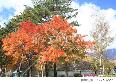 広瀬湖　紅葉 42253227