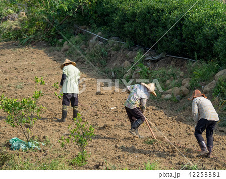Farmer standing in the field of cultivated 42253381