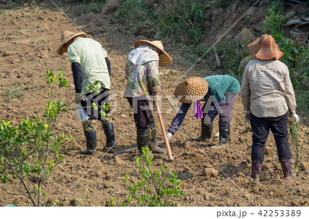 Farmer standing in the field of cultivated 42253389