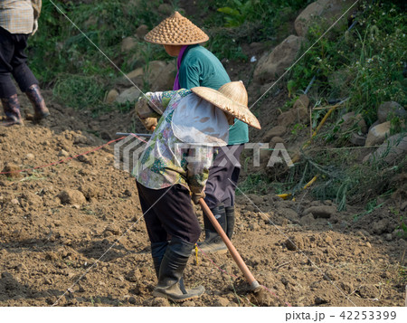 Farmer standing in the field of cultivated 42253399