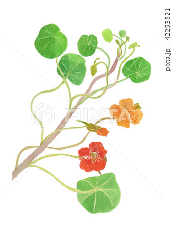 Tropaeolum majus　キンレンカ 42253521