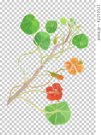 Tropaeolum majus　キンレンカ 42253521
