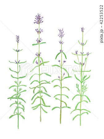 Lavandula angustifolia イングリッシュラベンダー Lavandula angustifolia イングリッシュラベンダー 42253522