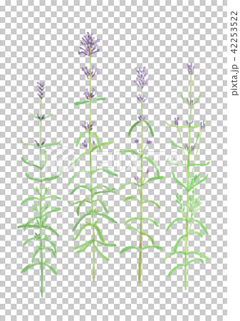 Lavandula angustifolia イングリッシュラベンダー Lavandula angustifolia イングリッシュラベンダー 42253522