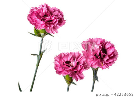 Bouquet of Carnation flowers isolated on a white 42253655