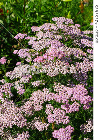 薄桃色の美しいノコギリソウ 42253685