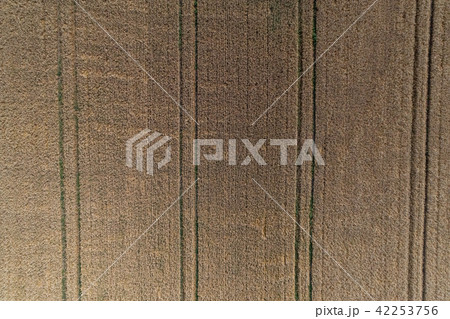 Aerial view of wheat field and tracks from tractor agricultural texture or background of summer Aerial view of wheat field and tracks from tractor agricultural texture or background of summer 42253756