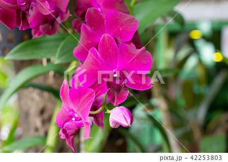 オーキッド 蘭 自然 花の写真素材
