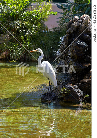 White Heron on long legs with a red beak White Heron on long legs with a red beak 42253825