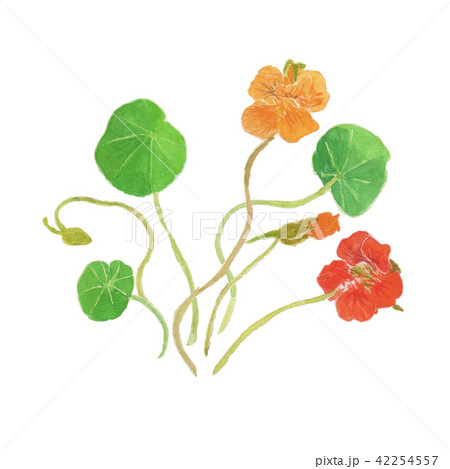 Tropaeolum Majus キンレンカのイラスト素材