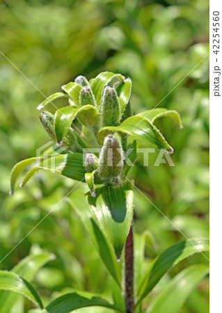 植物：オウゴンオニユリ　ユリ科 42254560