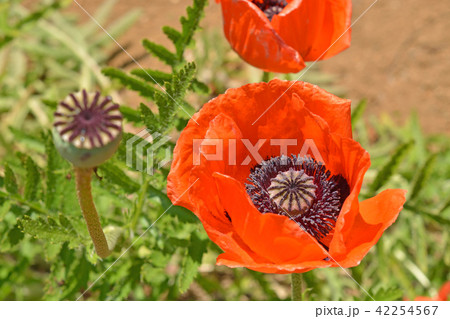 植物:オニゲシ ケシ科 植物:オニゲシ ケシ科 42254567
