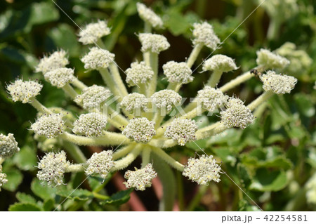 植物：ハマボウフウ　セリ科 42254581