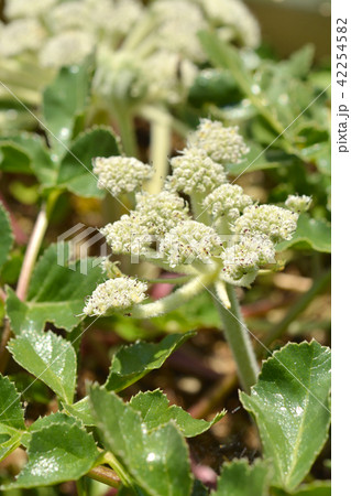 植物：ハマボウフウ　セリ科 42254582