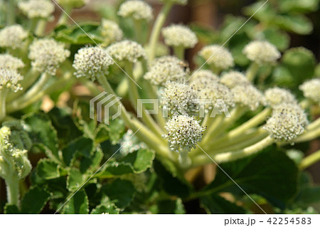 植物:ハマボウフウ セリ科 植物:ハマボウフウ セリ科 42254583