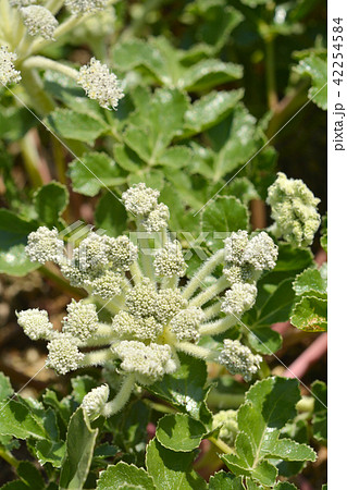 植物：ハマボウフウ　セリ科 42254584