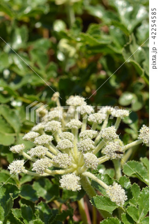 植物：ハマボウフウ　セリ科 42254585