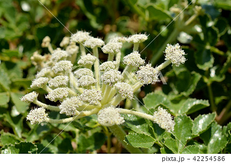植物:ハマボウフウ セリ科 植物:ハマボウフウ セリ科 42254586
